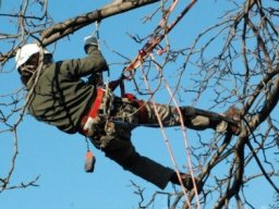 Potatura degli alberi